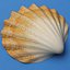 seashells v3 sea shell 3ds