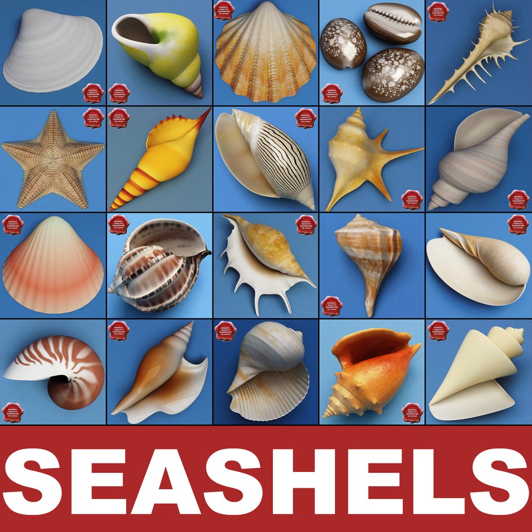 seashells v3 sea shell 3ds https://p.turbosquid.com/ts-thumb/NB/BxeRLb/GGT9CiJx/seashells_collection_v3_00/jpg/1271520539/1920x1080/fit_q87/c9025fd0bc89558aa9a86d992c55a94e0c7e9412/seashells_collection_v3_00.jpg
