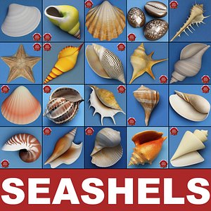 seashells v3 sea shell 3ds