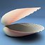 seashells v3 sea shell 3ds