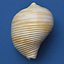 seashells v3 sea shell 3ds
