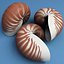 seashells v3 sea shell 3ds