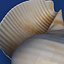 seashells v3 sea shell 3ds