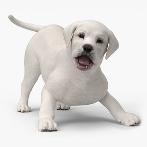 White Labrador Retriever Puppy Rigged model