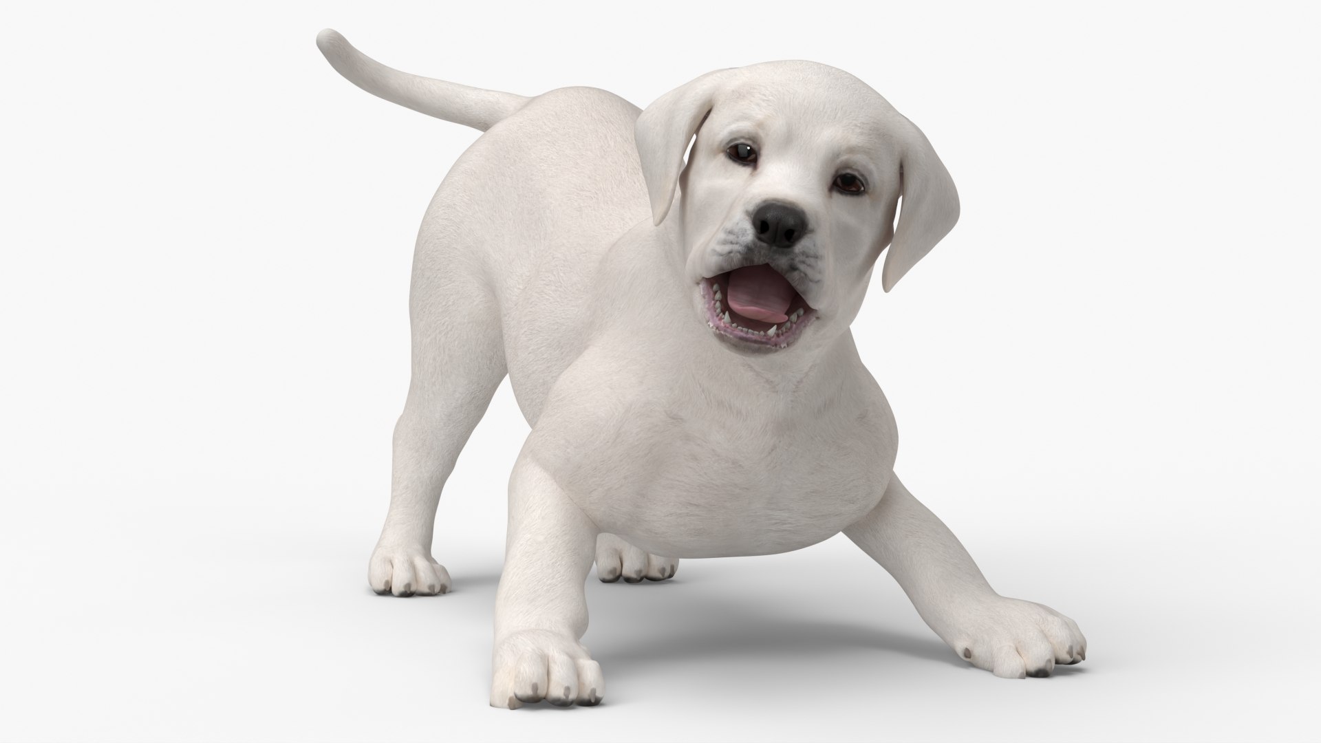 White Labrador Retriever Puppy Rigged 3D model preview