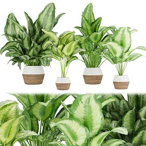 Collection plant vol 298 - indoor - aglaonema - leaf - blender - cinema 4d - 3dmax model