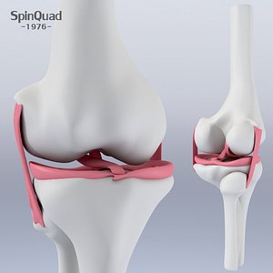 Knee ligaments