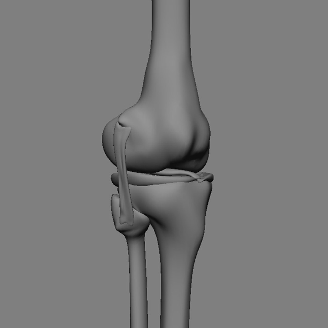 3d Knee Ligament Model