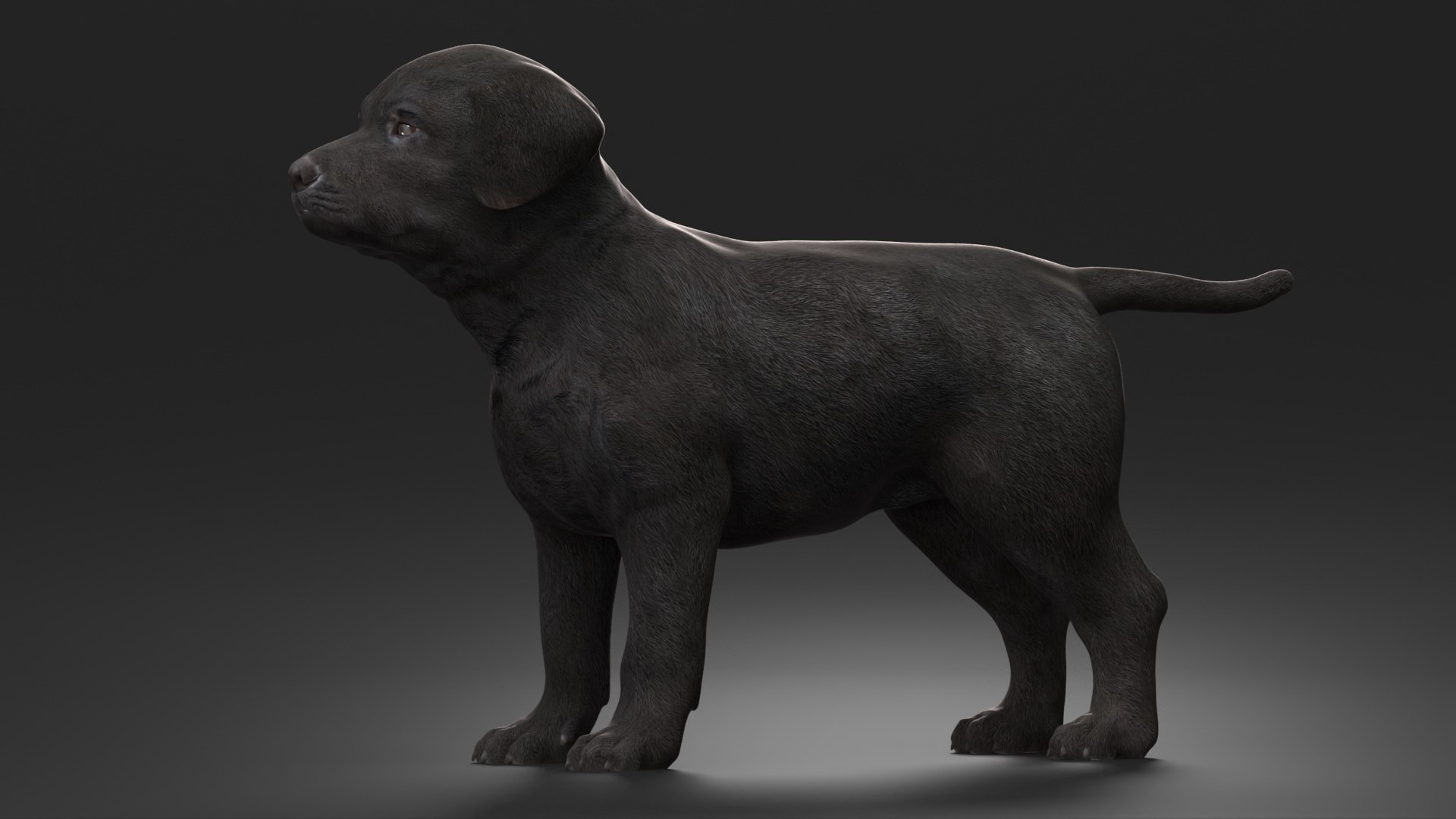 3D Labrador Retriever Puppy Black Model - TurboSquid 2410965