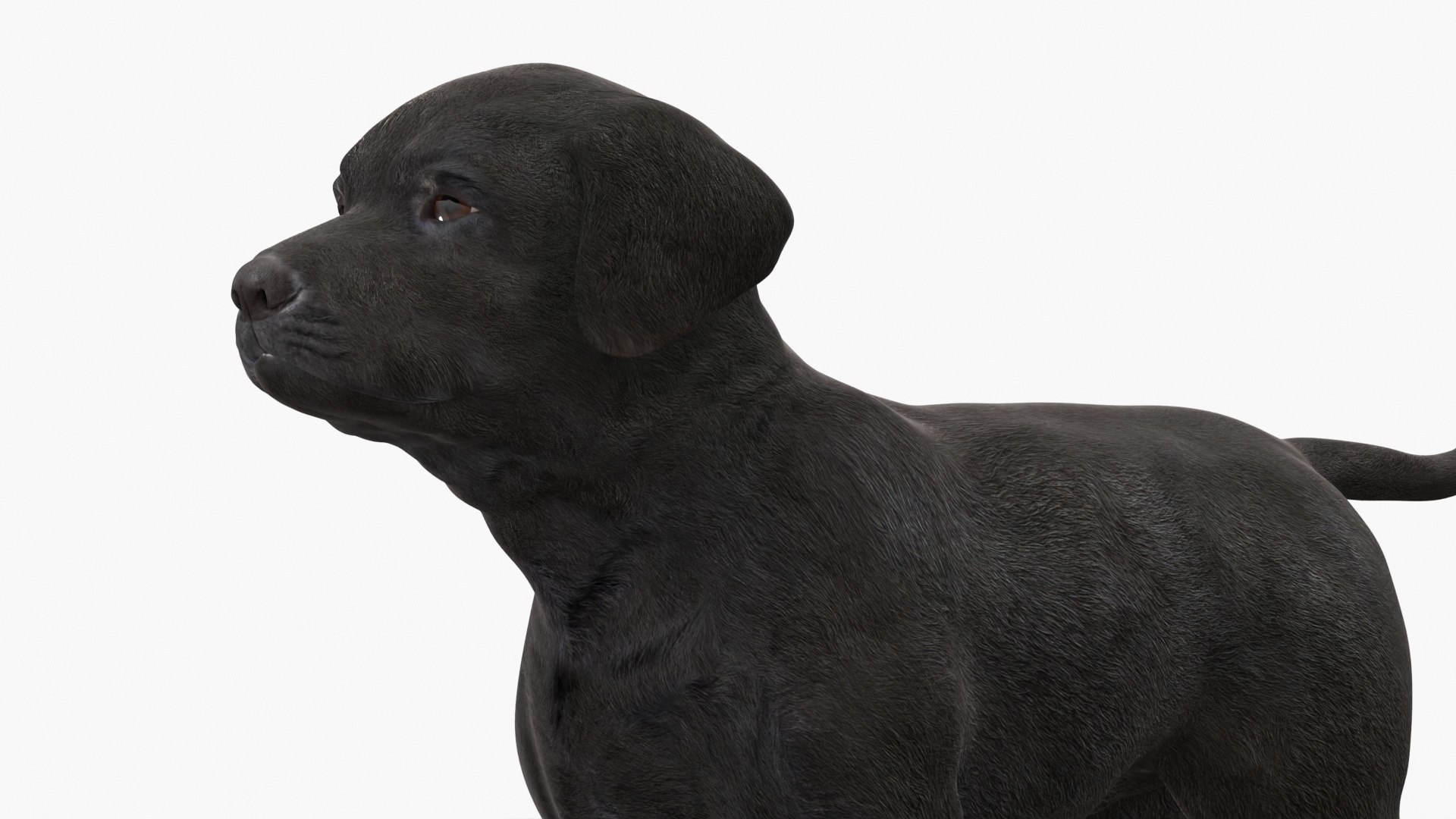 3D Labrador Retriever Puppy Black Model - TurboSquid 2410965