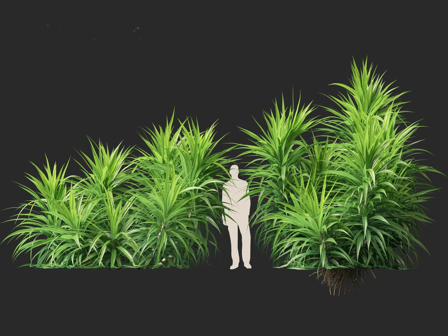 3D Pandanus Amaryllifolius - Pandan Model - TurboSquid 2302489