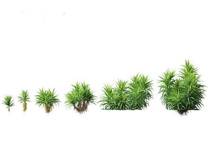 3D Pandanus amaryllifolius - Pandan model