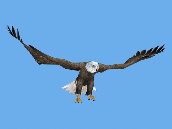 3D rigged flying eagle - TurboSquid 1329502