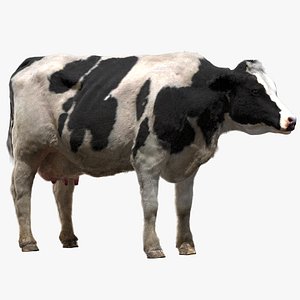 Dairy Cow (Rigged)