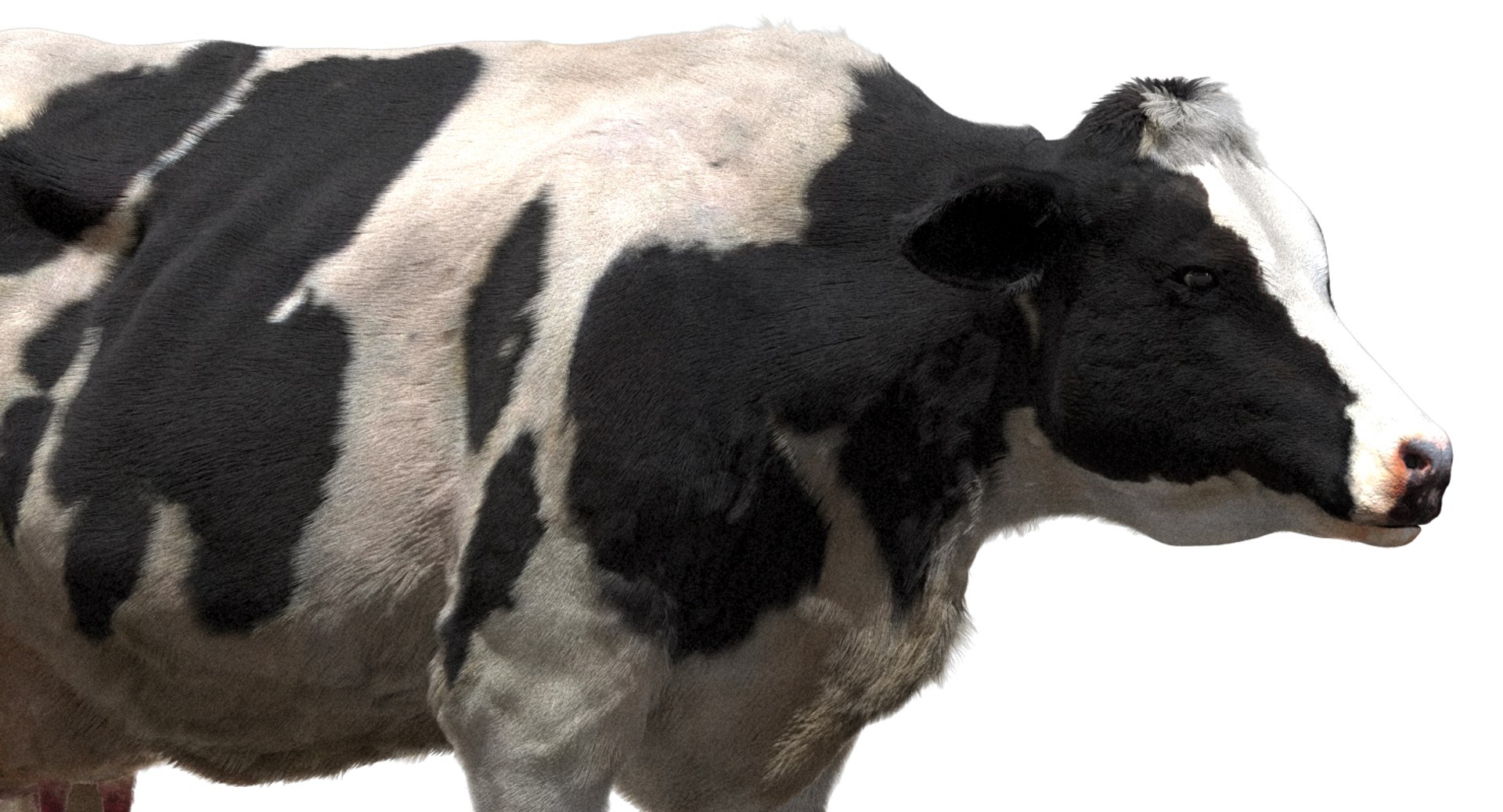 cow dairycow dairy 3D model https://p.turbosquid.com/ts-thumb/NB/ZZEcM3/CChRlMiC/03/jpg/1553478279/1920x1080/fit_q87/b19939cdce260a12184e0da5e7fe196a15c53cec/03.jpg