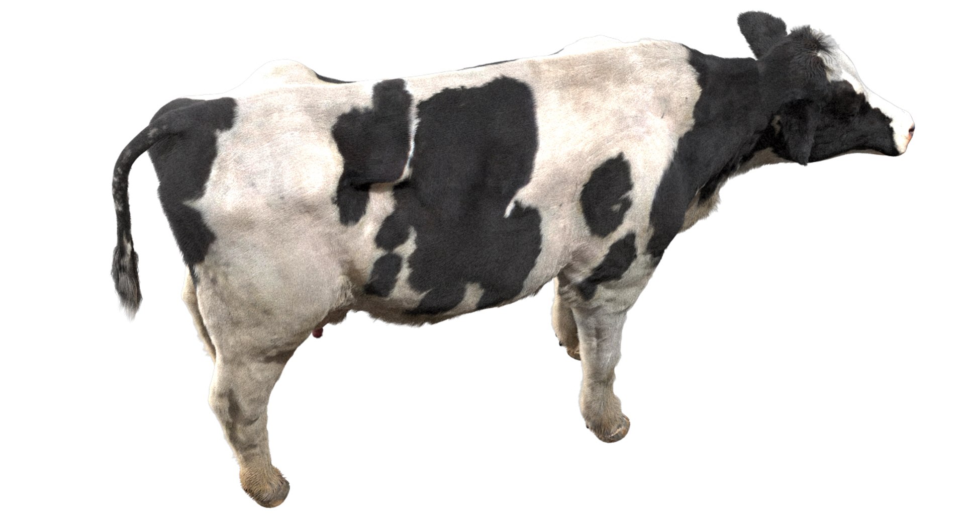cow dairycow dairy 3D model https://p.turbosquid.com/ts-thumb/NB/ZZEcM3/I1lxj3zC/05/jpg/1553478279/1920x1080/fit_q87/8fba63477e5da7527a6ce3ebc3b182944aa1fa32/05.jpg