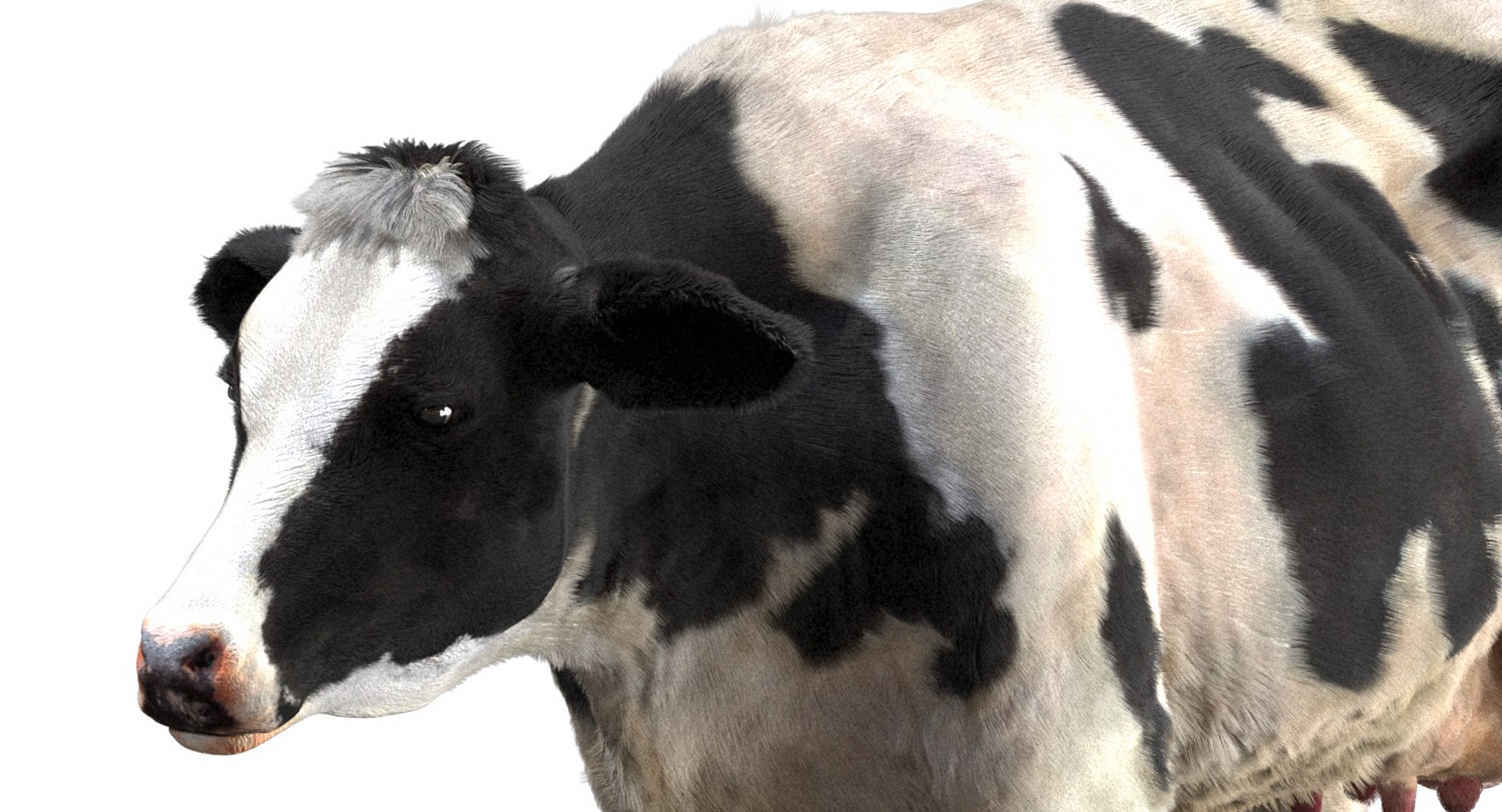 cow dairycow dairy 3D model https://p.turbosquid.com/ts-thumb/NB/ZZEcM3/NNi8MMBD/07/jpg/1553478279/1920x1080/fit_q87/f55756f90d5e45edf05ab035b02e29ff3c18ca63/07.jpg