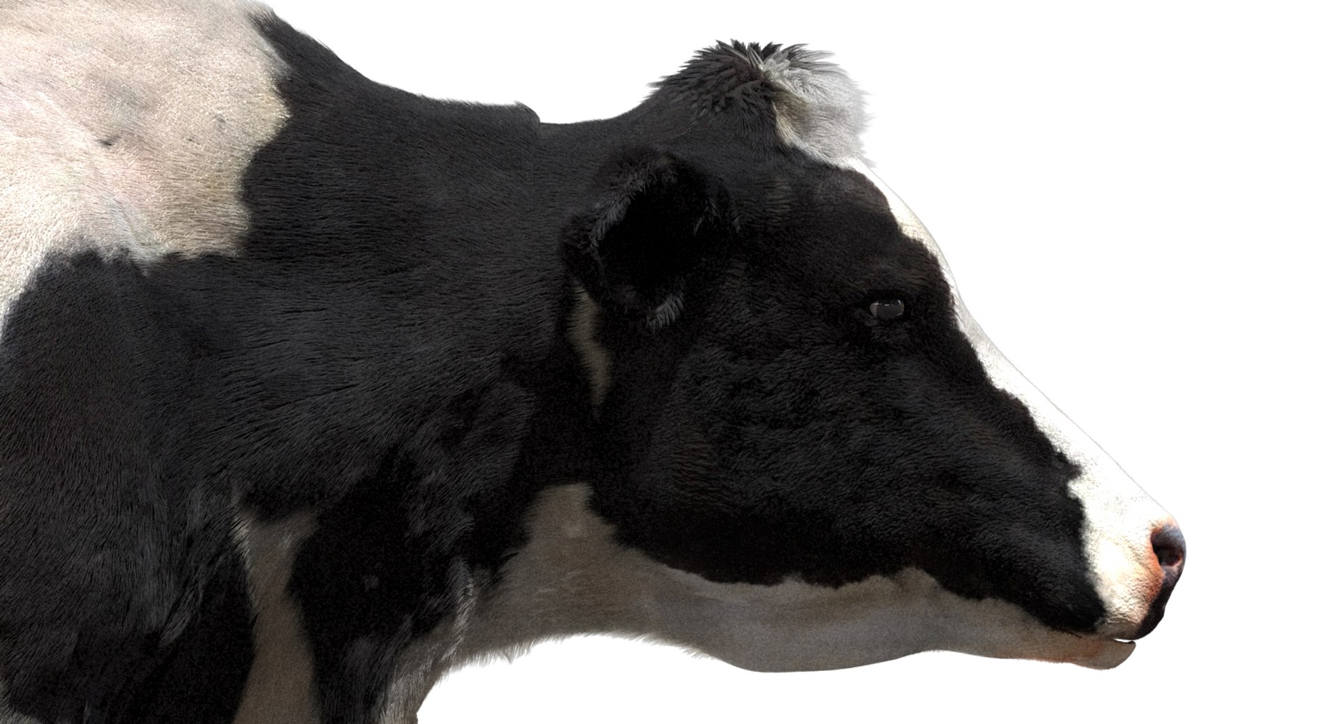 cow dairycow dairy 3D model https://p.turbosquid.com/ts-thumb/NB/ZZEcM3/RitWLlv0/14/jpg/1553478279/1920x1080/fit_q87/5ce7d87e5b7ef1f2a156452836f9d5bb1d4fafd8/14.jpg