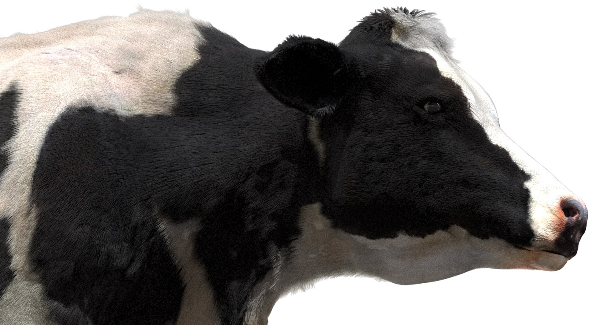 cow dairycow dairy 3D model https://p.turbosquid.com/ts-thumb/NB/ZZEcM3/SeadicWt/10/jpg/1553478279/1920x1080/fit_q87/039e160c178b2c4f3bdd9c0361df78e9dd61fe35/10.jpg