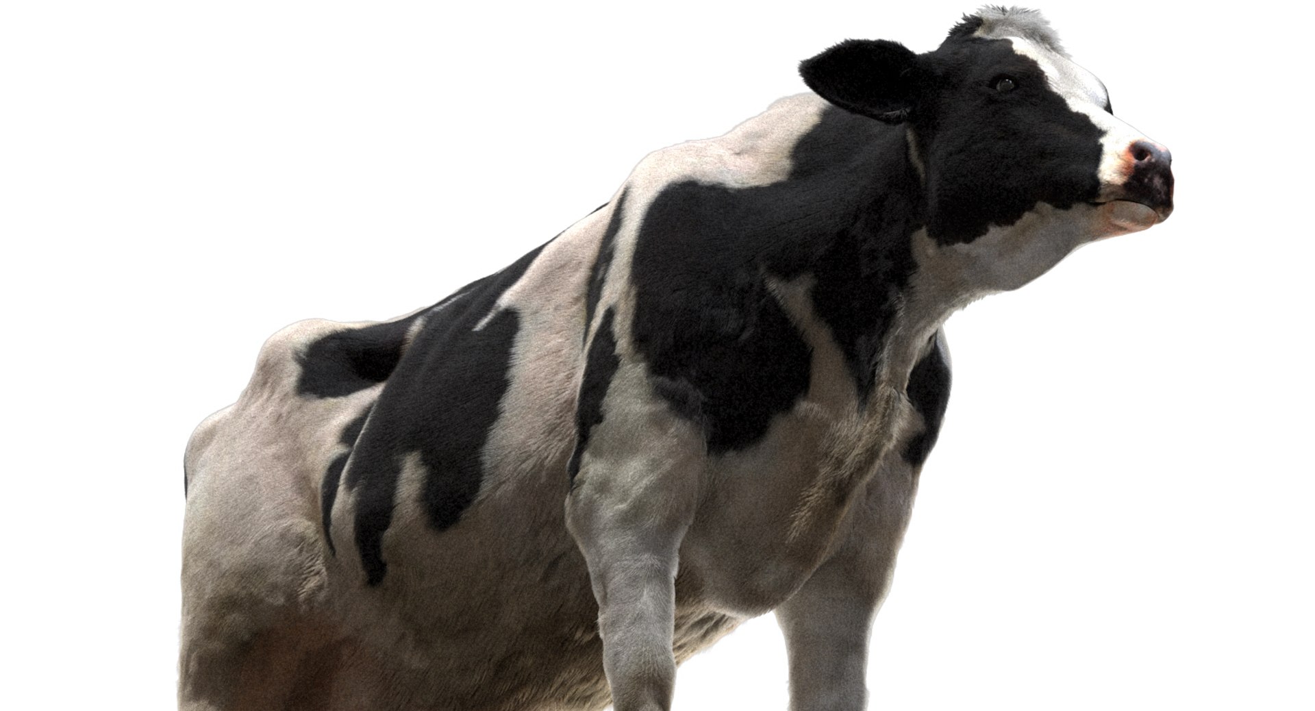 cow dairycow dairy 3D model https://p.turbosquid.com/ts-thumb/NB/ZZEcM3/Y5rzbSIr/17/jpg/1553478279/1920x1080/fit_q87/5a65af32a2aa3a8cd0e6831a32d77e6c4b30f8dd/17.jpg