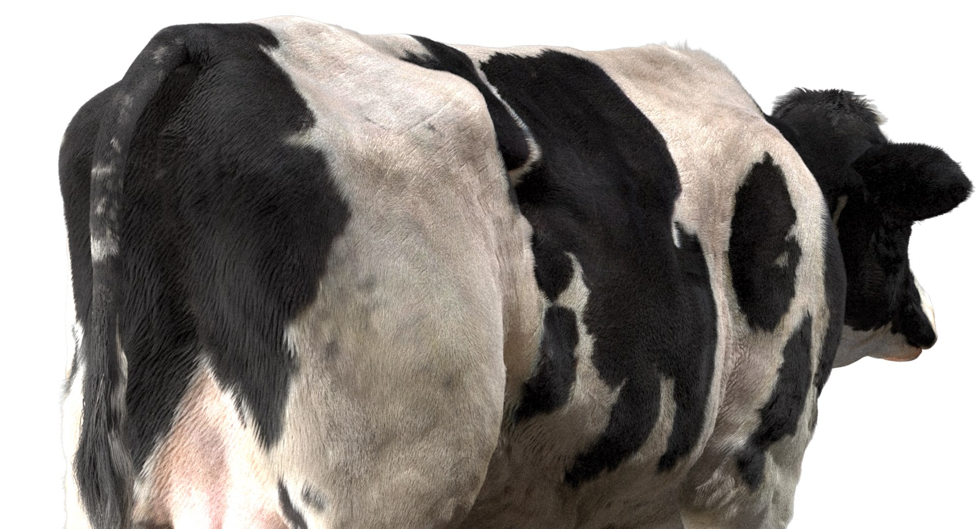 cow dairycow dairy 3D model https://p.turbosquid.com/ts-thumb/NB/ZZEcM3/YvDbiFwy/15/jpg/1553478279/1920x1080/fit_q87/9f3786e7468efdd5551b9ab3de14e3581e4606eb/15.jpg