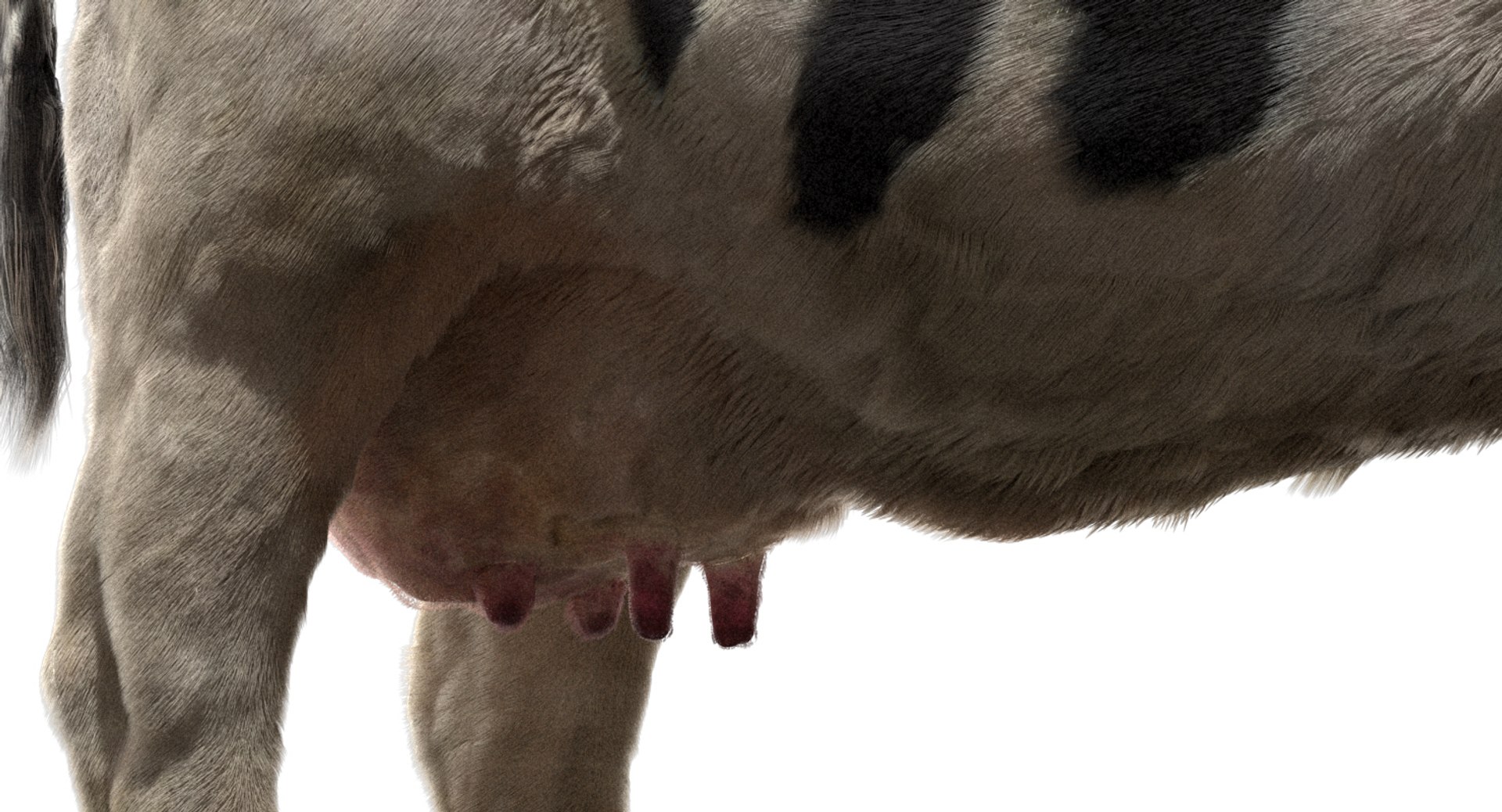 cow dairycow dairy 3D model https://p.turbosquid.com/ts-thumb/NB/ZZEcM3/nm4e2xKm/04/jpg/1553478279/1920x1080/fit_q87/687abf11de1d4abd9f7ea71b254279ff5ca3f646/04.jpg