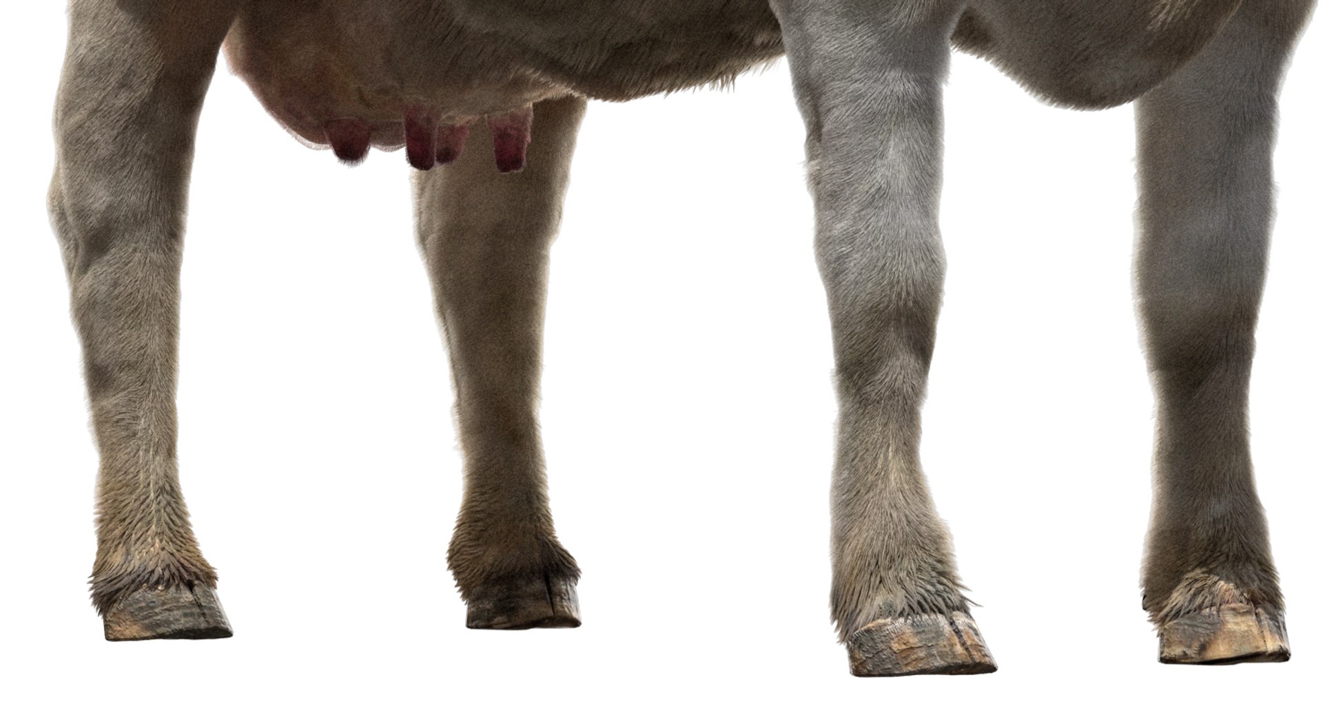 cow dairycow dairy 3D model https://p.turbosquid.com/ts-thumb/NB/ZZEcM3/vlM2jYhe/12/jpg/1553478279/1920x1080/fit_q87/604049374300fc9180902659a303bde277fd8d1e/12.jpg
