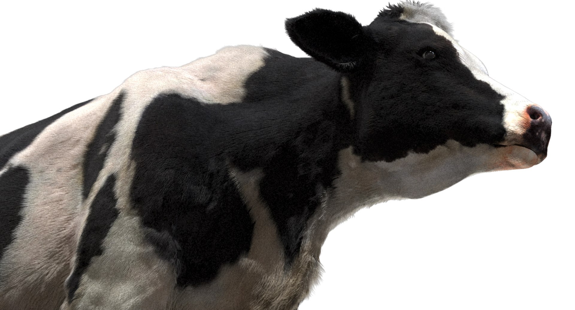 cow dairycow dairy 3D model https://p.turbosquid.com/ts-thumb/NB/ZZEcM3/x5vng5Sv/06/jpg/1553478279/1920x1080/fit_q87/af09d1c21ba6c34666f3c3cf8a0cf19a73f25b10/06.jpg