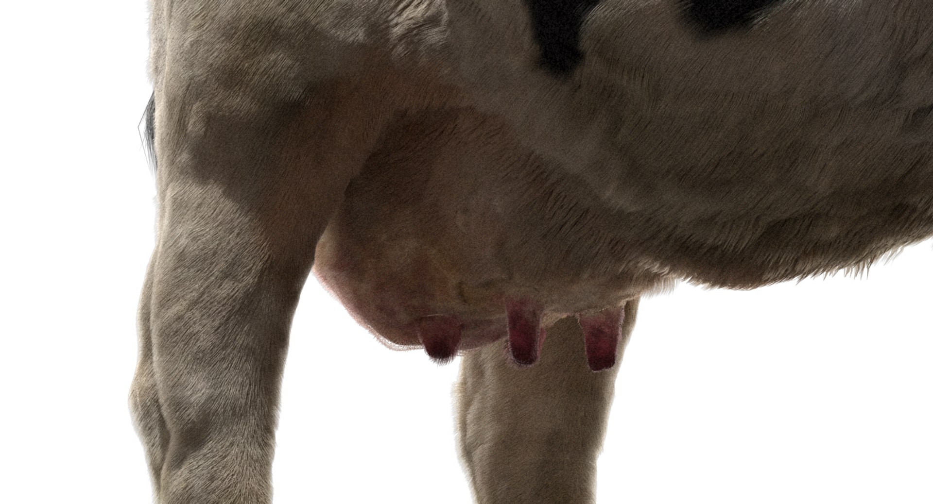 cow dairycow dairy 3D model https://p.turbosquid.com/ts-thumb/NB/ZZEcM3/zQKsah0X/11/jpg/1553478279/1920x1080/fit_q87/b7c2b278f559ce5af4141ef4d1f07a508055936d/11.jpg