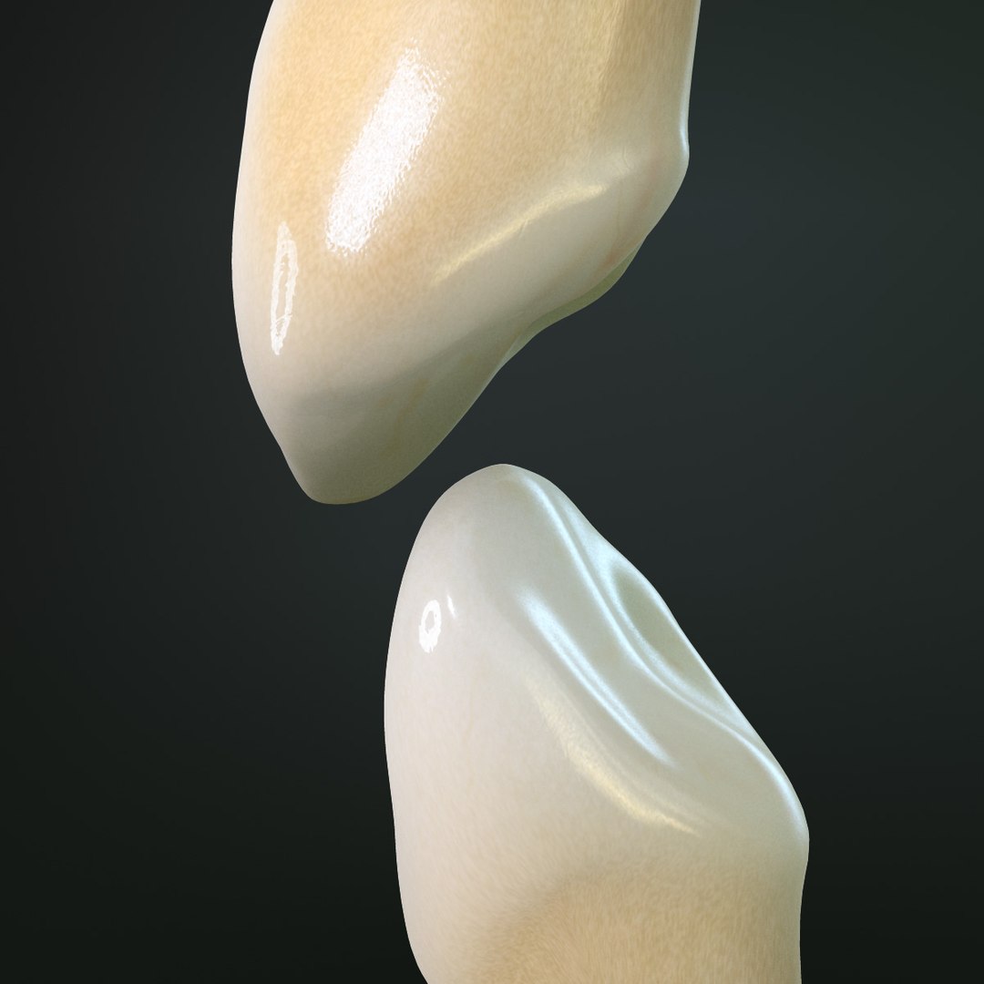 3ds Max Teeth Canines