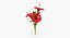 Hibisco - Bouquet