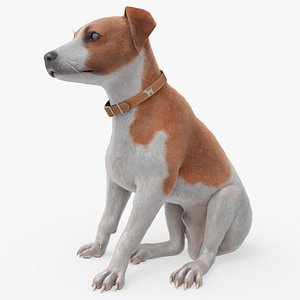 3D Small Jack Russell Dog Fur Sitting For Blender
