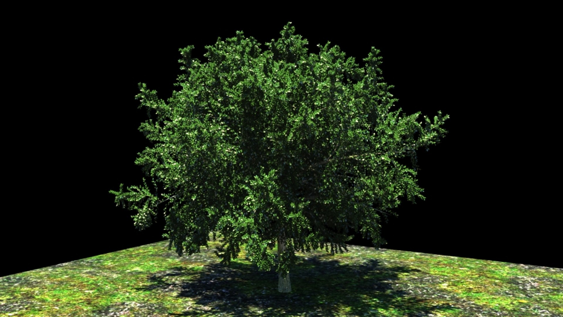 3d Model Res Tree