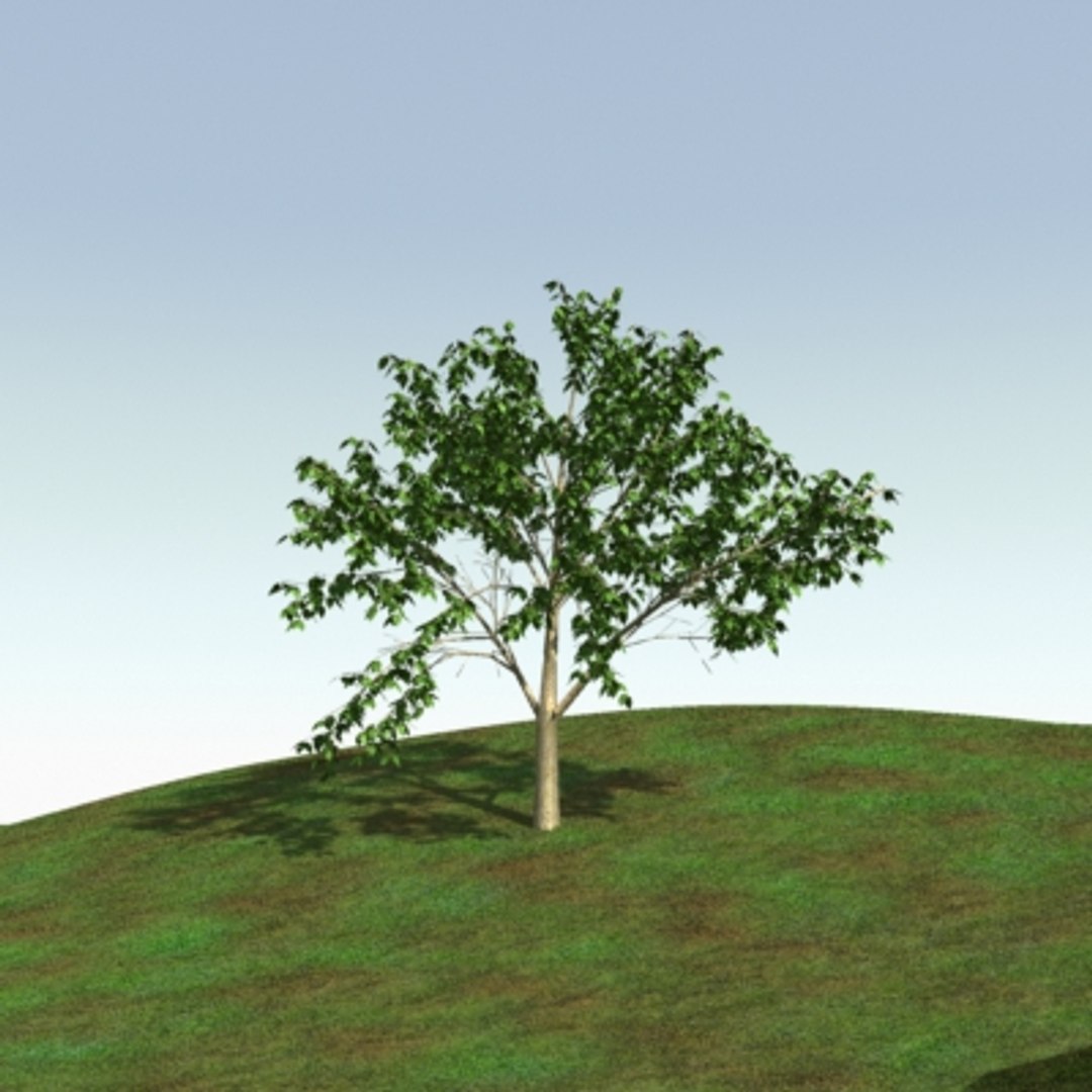 Lightwave Birch Tree