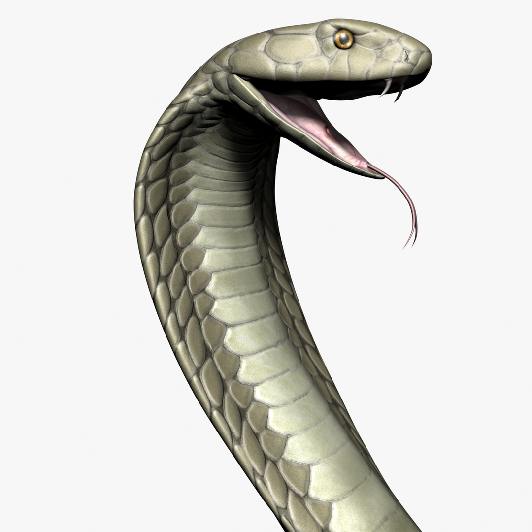 King Cobra 3d Max