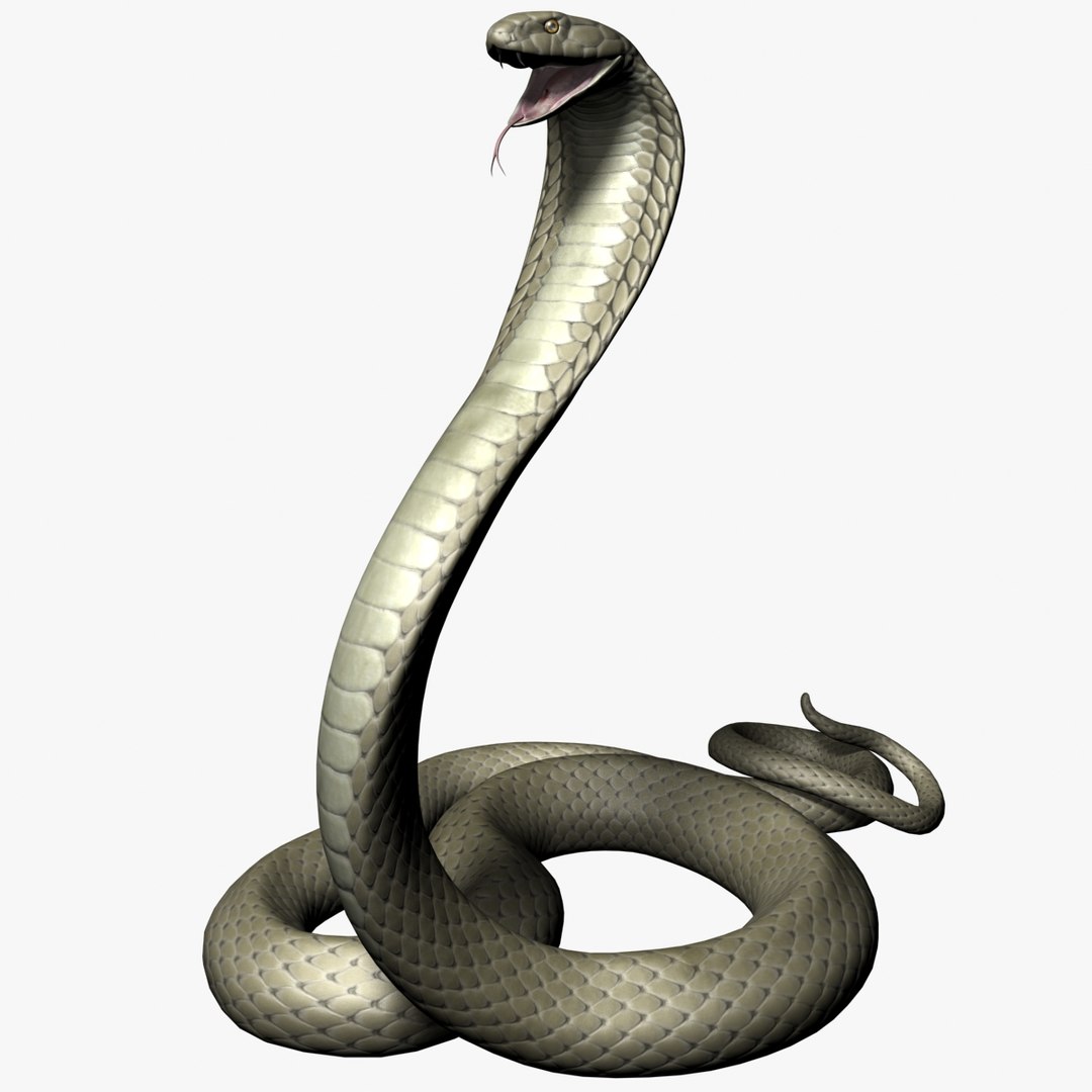 COBRA DOWNLOAD COBRA 3d model animated for  blender-fbx-unity-maya-unreal-c4d-3ds max - 3D printing SNAKE COBRA SNAKE