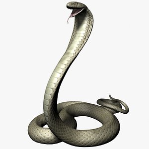 King Cobra