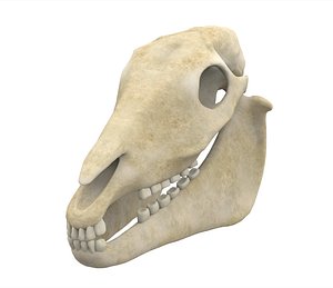 horse skull model