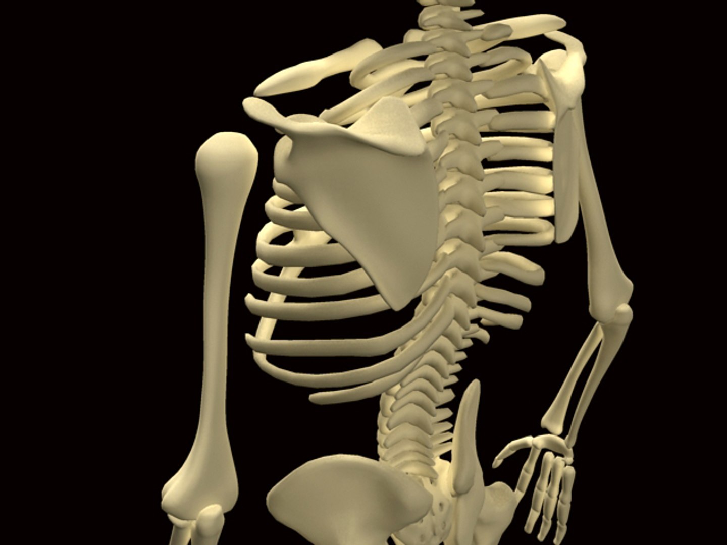 Skeleton 3d 3ds