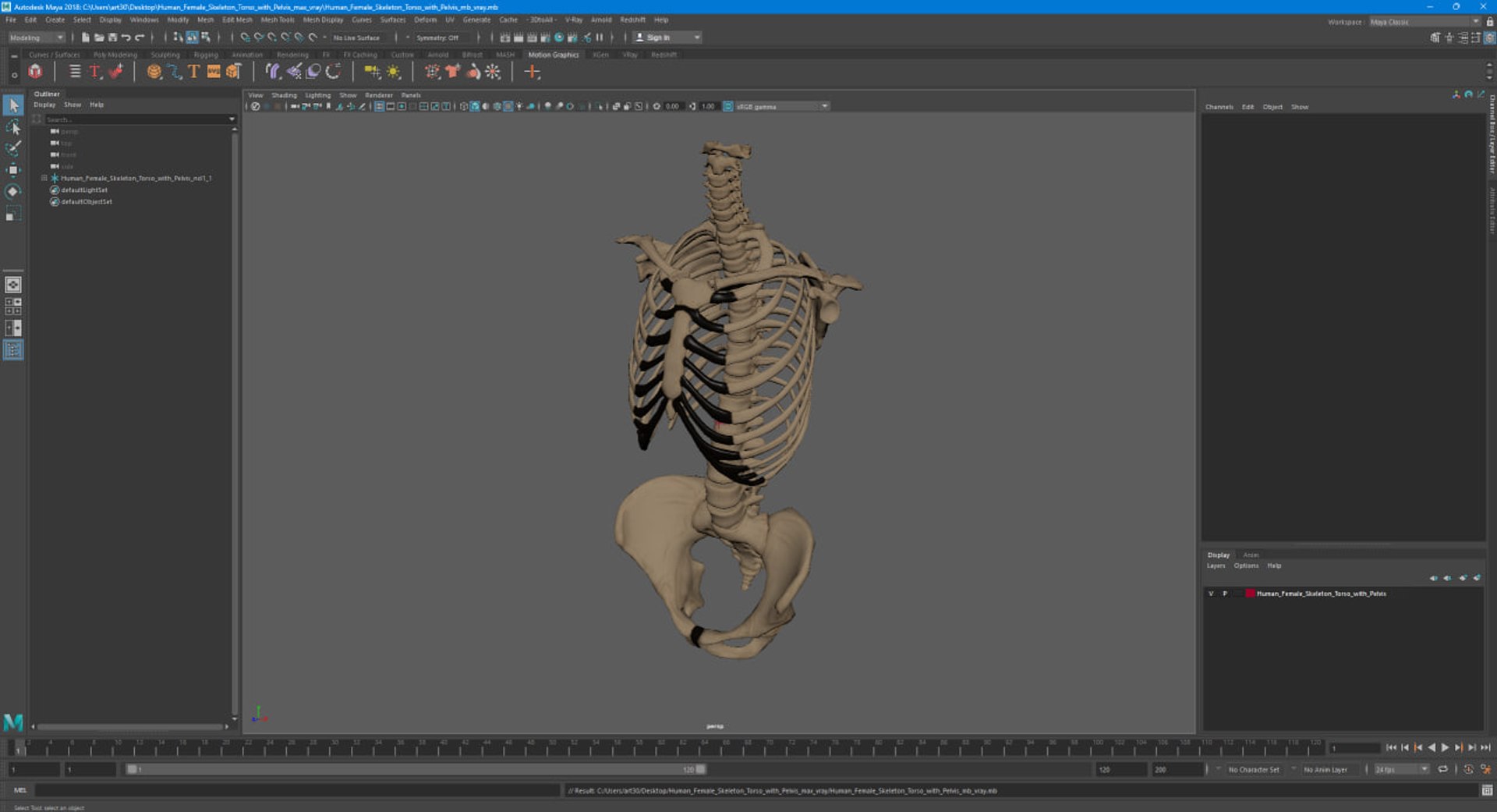 3D Human Female Skeleton Torso With Pelvis - TurboSquid 2385561
