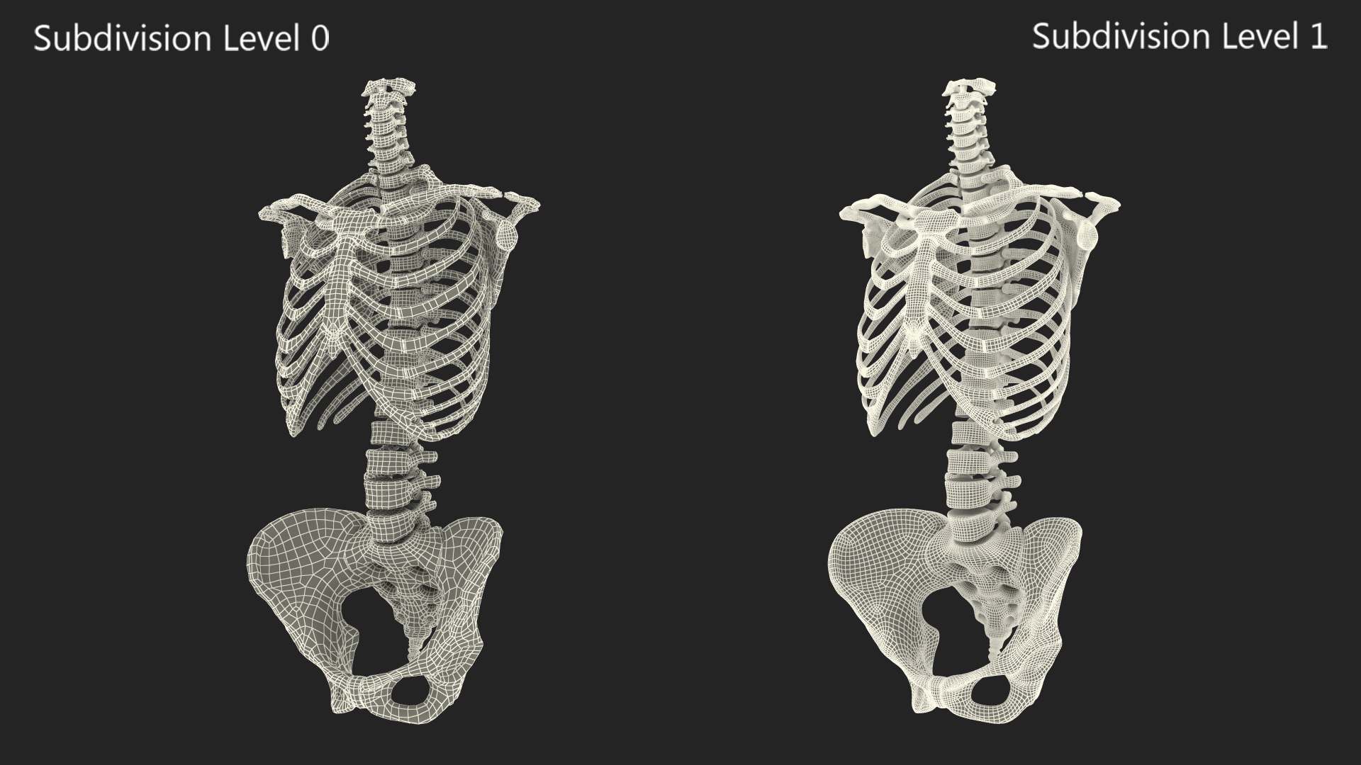 3D Human Female Skeleton Torso With Pelvis - TurboSquid 2385561