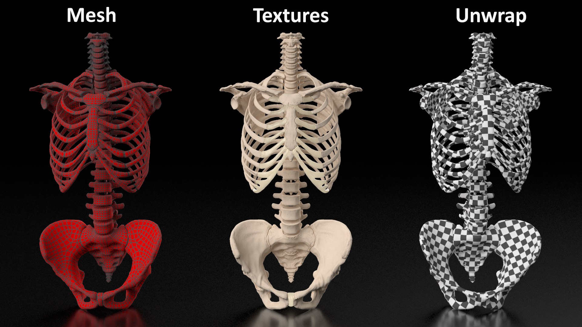 3D Human Female Skeleton Torso With Pelvis - TurboSquid 2385561