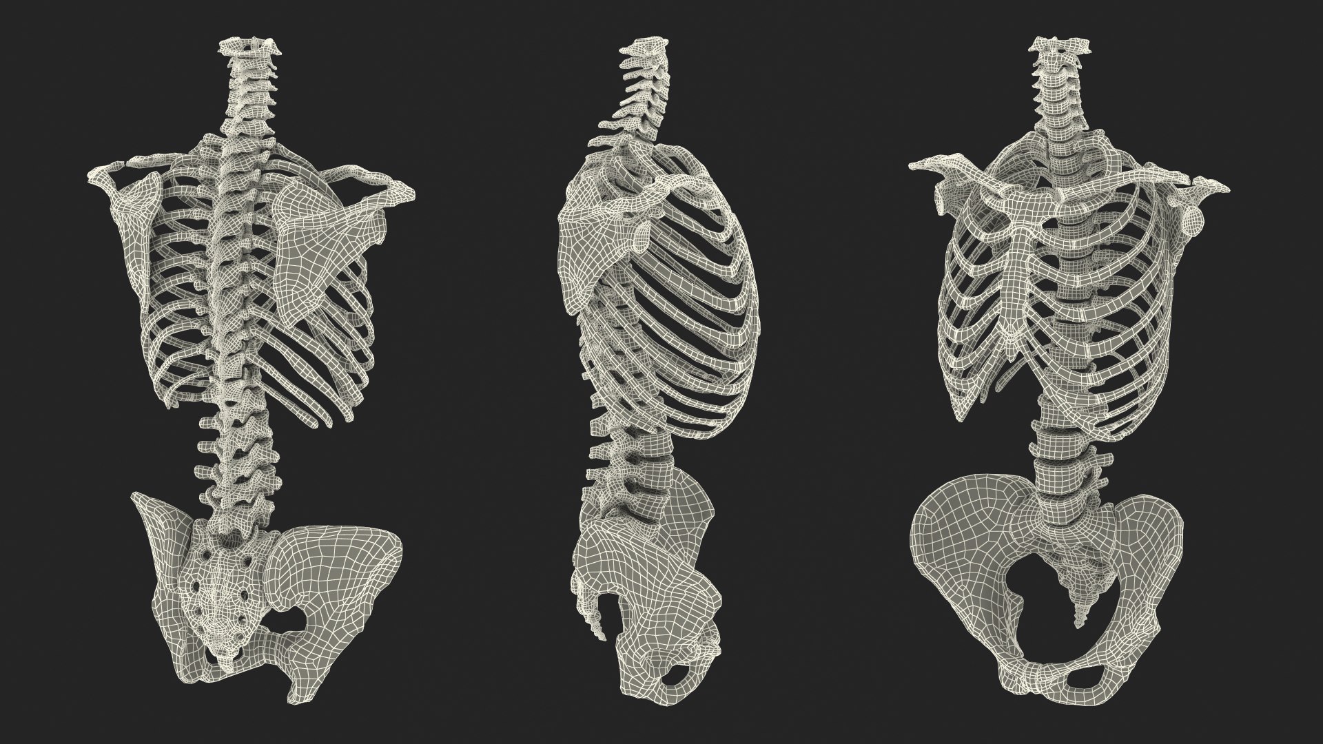 3D Human Female Skeleton Torso With Pelvis - TurboSquid 2385561