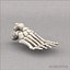 Human foot skeleton