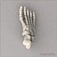 Human foot skeleton
