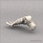 Human foot skeleton