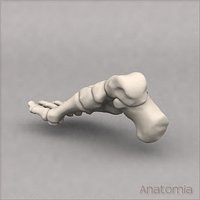 Human foot skeleton