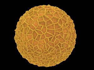 Pollen