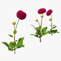 Dahlia Franz Kafka Set