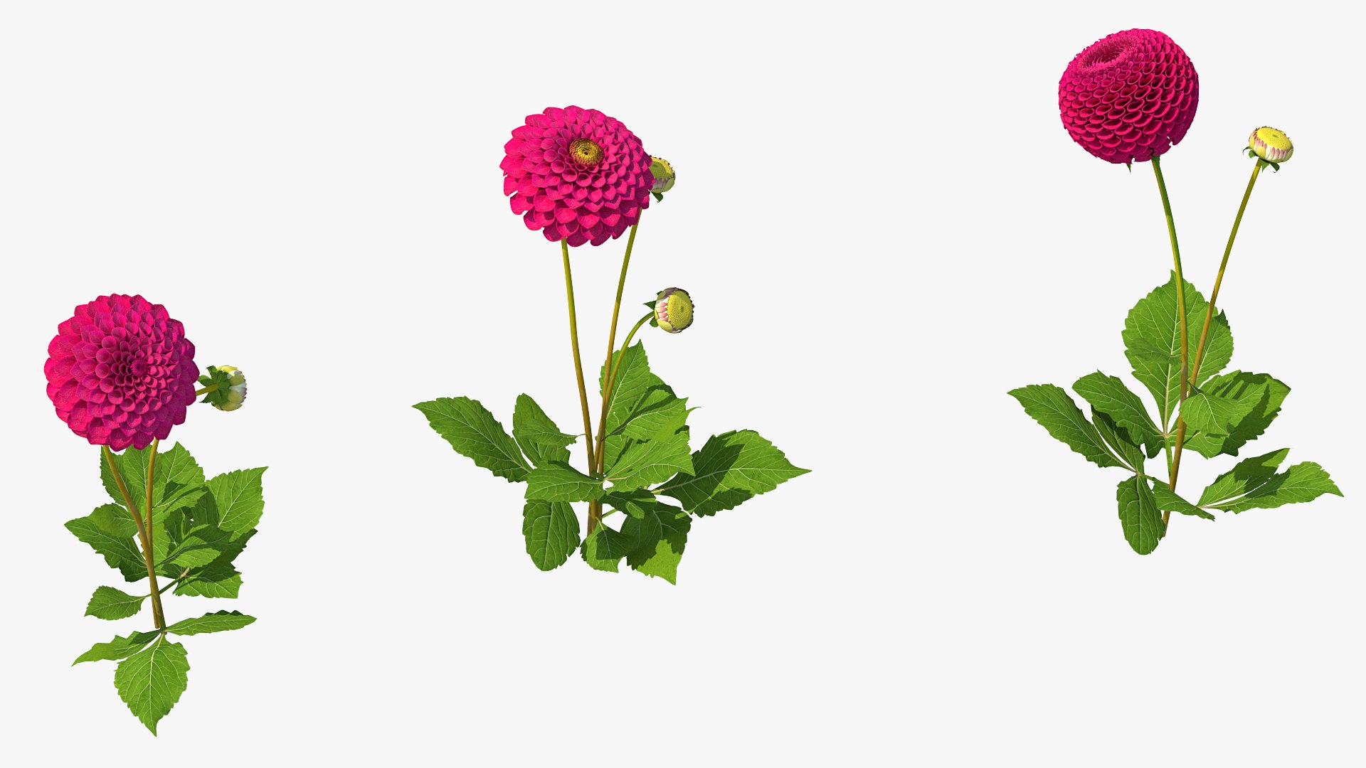 Dahlia Franz Kafka Set 3D model preview